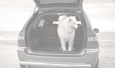 Home Business Cleaning Services Stanley Steemer Car Parked On The Beach With A Dog Standing In Back Of An Open Trunk